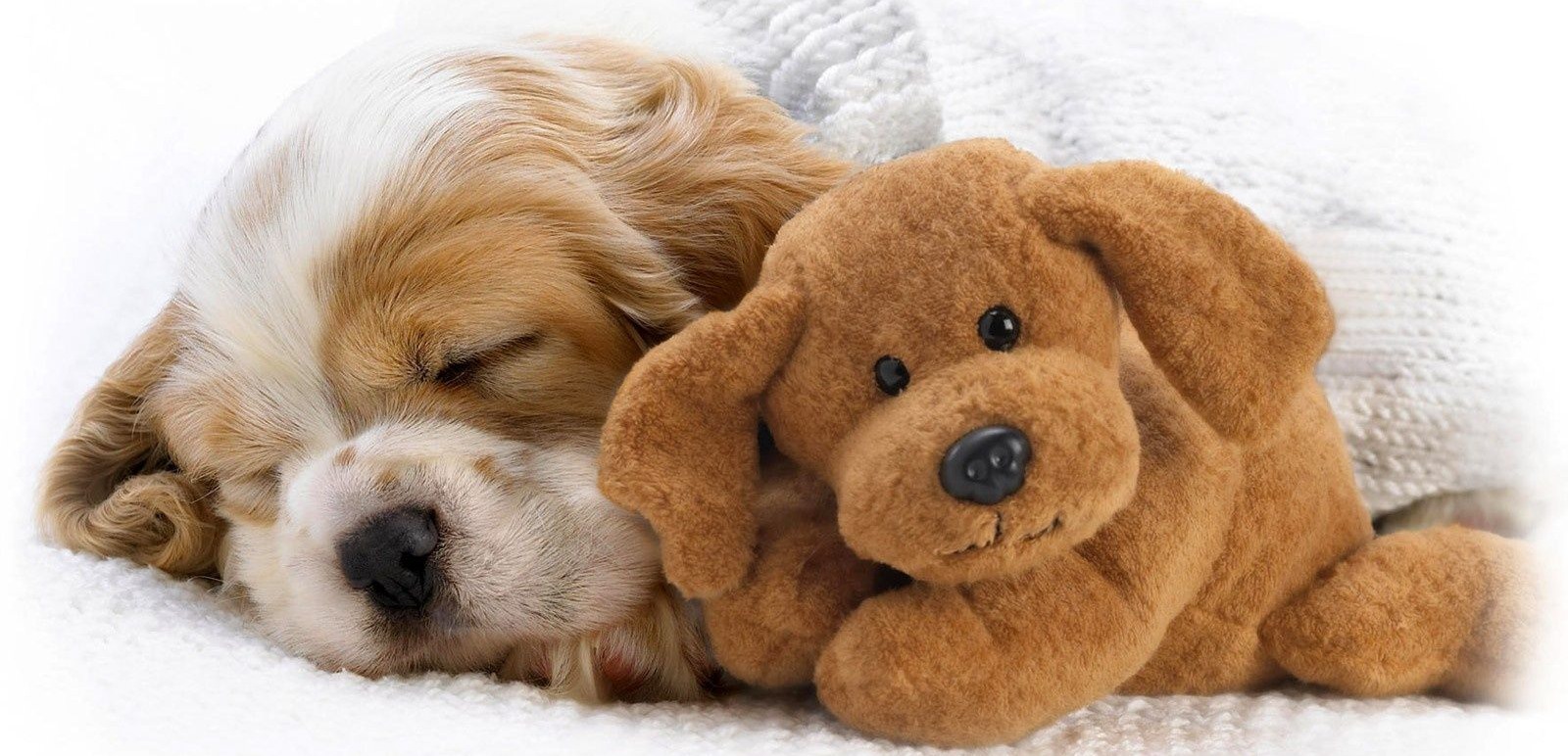 Un cucciolo ti cambia la vita al 100%
