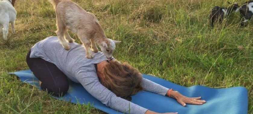 Fare yoga con le capre funziona meglio