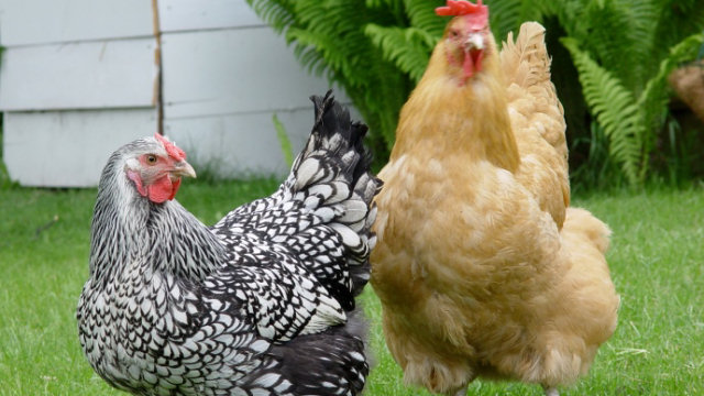 Chicken Machine - Vietnam