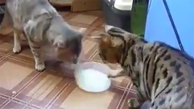 Video Divertenti Di Gatti