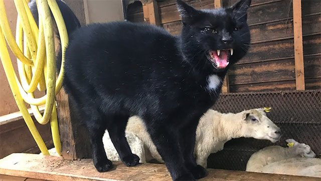 Video Divertenti Di Gatti