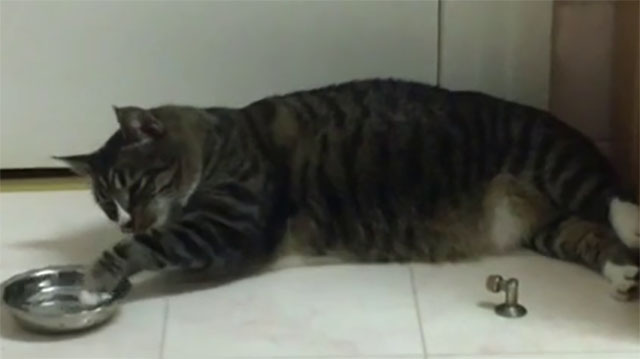Video Divertenti Di Gatti
