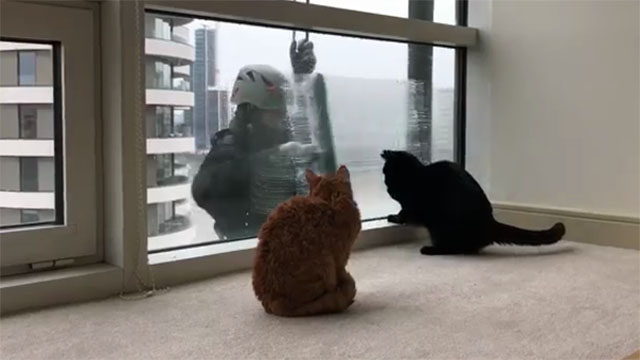 Video Divertenti Di Gatti