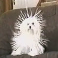 Ecco il cane elettrico!