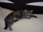 lillinaina