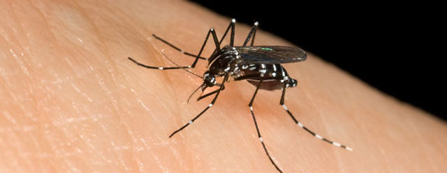 Le zanzare