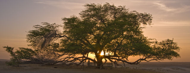 L'Albero della Vita