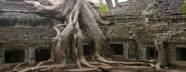 Albero di Ta Prohm