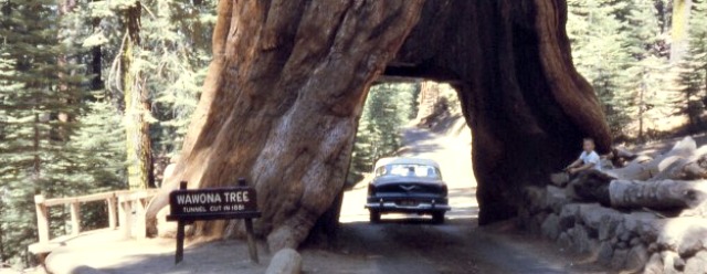 L'albero a forma di tunnel