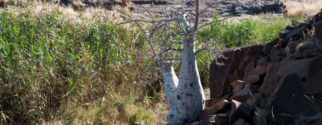 L'albero bottiglia