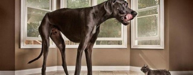 Il cane più alto del mondo si chiama Zeus