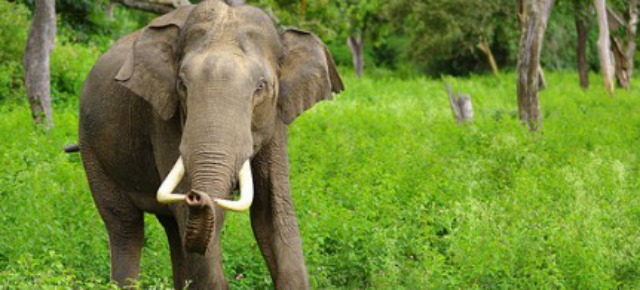Elefante indiano