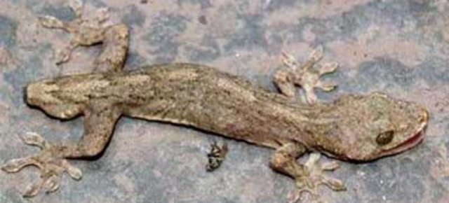 Gecko