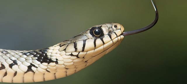 Serpente