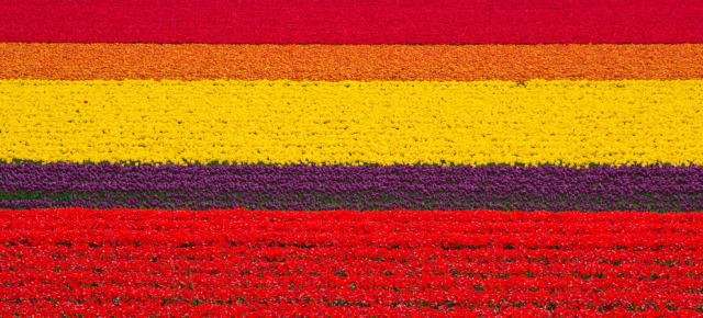 Campi di tulipani - Olanda