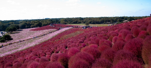 Hitachi Seaside Park - Giappone