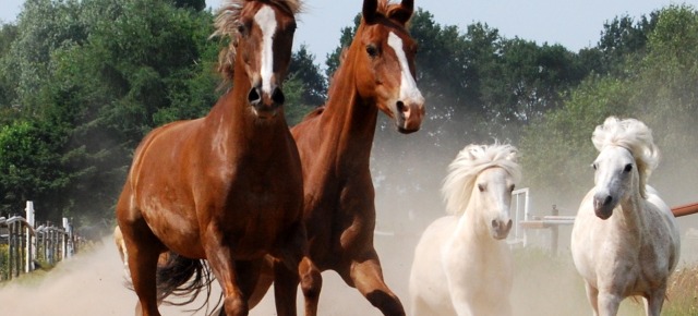 Un cavallo come senatore