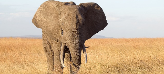 Elefante africano