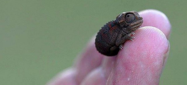 Brookesia micra