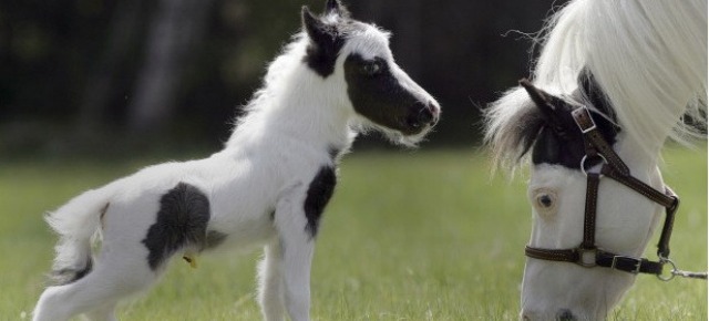 Ecco i 5 animali più piccoli del mondo