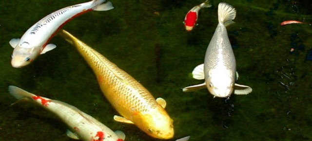 Carpa Koi