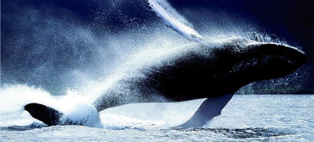 Balena della Groenlandia