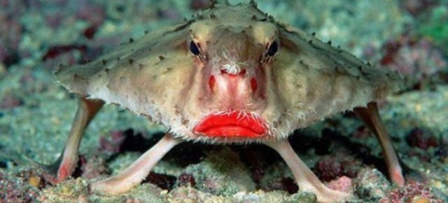 Pesce pipistrello con labbra rosse