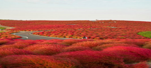 Hitachi Seaside Park Path – Giappone