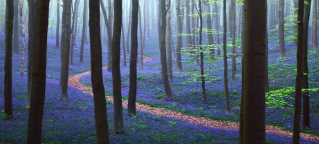 Foresta di Hellerbos, Belgio