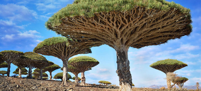 Ecco i cinque alberi più belli al mondo