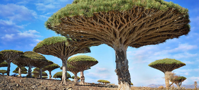 Albero del sangue di drago - Yemen