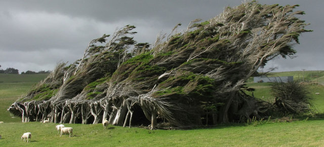 Alberi spazzati dal vento - Nuova Zelanda