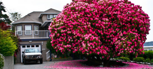 Rododendro di 125 anni - Canada