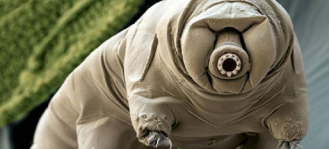 I tardigradi e la sopravvivenza estrema