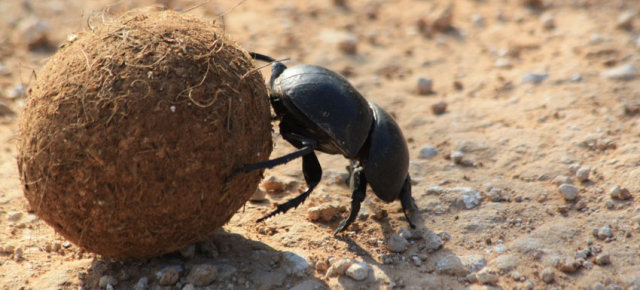 La forza dello scarabeo stercorario