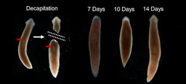 La clonazione della planaria