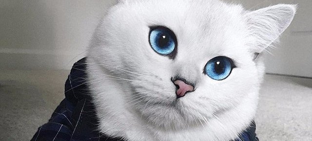 Il gatto con gli occhi più belli al mondo