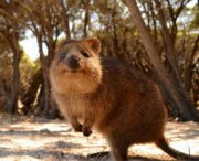 Il quokka, l'animale più felice del mondo