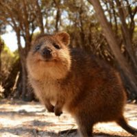Il quokka, l'animale più felice del mondo