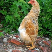Gallina che si crede pinguino