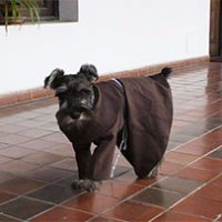 Monastero adotta un cane e lo fa diventare un vero frate