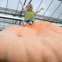 Ecco la zucca più grande del mondo