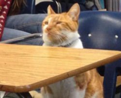 Il gatto iscritto alle scuole superiori