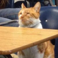Il gatto iscritto alle scuole superiori