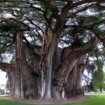 L'albero famoso che incanta il Messico