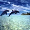 Delfini si drogano con l'aria del pesce palla