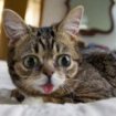 Il gatto con la faccia da Meme