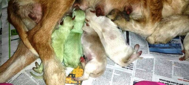 Cuccioli di cane verdi nati in Spagna