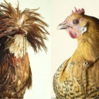 Galline usate come modelle per gioielli
