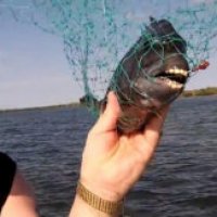 Il pesce con denti umani